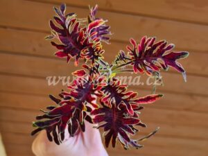 lido red Coleus Palettblad Africká okrasná kopřiva africké kopřivy solenostemon Buntnessel