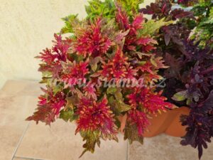 Limon Blush Coleus Palettblad Africká okrasná kopřiva africké kopřivy solenostemon Buntnessel