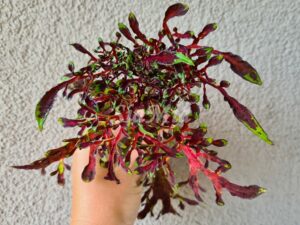 Love Me Coleus Palettblad Africká okrasná kopřiva africké kopřivy solenostemon Buntnessel