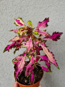 Luminescence Coleus Palettblad Africká okrasná kopřiva africké kopřivy solenostemon Buntnessel