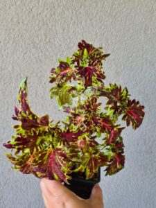 Margoo Coleus Palettblad Africká okrasná kopřiva africké kopřivy solenostemon Buntnessel