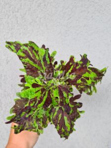 Margo Coleus Palettblad Africká okrasná kopřiva africké kopřivy solenostemon Buntnessel