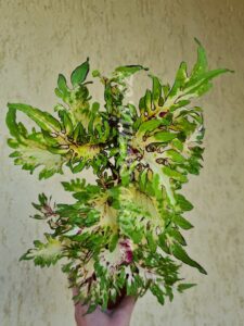 marvel Coleus Palettblad Africká okrasná kopřiva africké kopřivy solenostemon Buntnessel