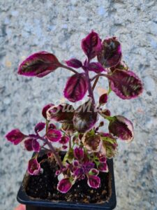 Meandering Linda Coleus Palettblad Africká okrasná kopřiva africké kopřivy solenostemon Buntnessel