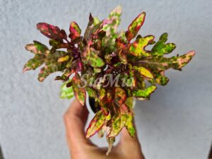 Mint Mocha Coleus Palettblad Africká okrasná kopřiva africké kopřivy solenostemon Buntnessel