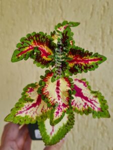 Coleus Palettblad Africká okrasná kopřiva africké kopřivy solenostemon Buntnessel