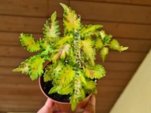 Coleus Palettblad Africká okrasná kopřiva africké kopřivy solenostemon Buntnessel