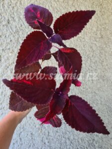 Coleus Palettblad Africká okrasná kopřiva africké kopřivy solenostemon Buntnessel