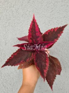 Red Angel Coleus Palettblad Africká okrasná kopřiva africké kopřivy solenostemon Buntnessel