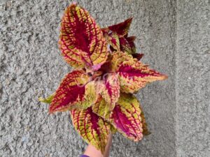 Mr. Wonderful Coleus Palettblad Africká okrasná kopřiva africké kopřivy solenostemon Buntnessel