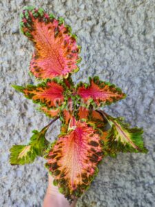 Natalia´s Hypnose Coleus Palettblad Africká okrasná kopřiva africké kopřivy solenostemon Buntnessel