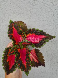 Natalia´s Hypnose Coleus Palettblad Africká okrasná kopřiva africké kopřivy solenostemon Buntnessel