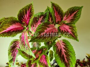 Coleus Palettblad Africká okrasná kopřiva africké kopřivy solenostemon Buntnessel