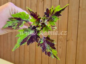 Coleus Palettblad Africká okrasná kopřiva africké kopřivy solenostemon Buntnessel