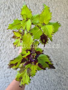 Coleus Palettblad Africká okrasná kopřiva africké kopřivy solenostemon Buntnessel