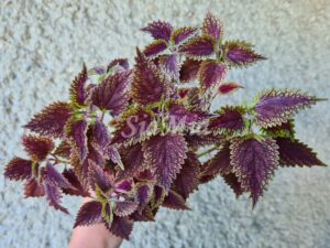 Coleus Palettblad Africká okrasná kopřiva africké kopřivy solenostemon Buntnessel