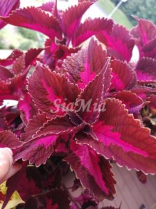 Coleus Palettblad Africká okrasná kopřiva africké kopřivy solenostemon Buntnessel