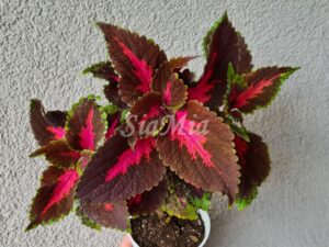 Coleus Palettblad Africká okrasná kopřiva africké kopřivy solenostemon Buntnessel