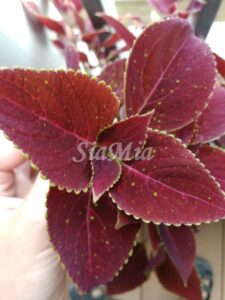 Coleus Palettblad Africká okrasná kopřiva africké kopřivy solenostemon Buntnessel