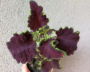 Coleus Palettblad Africká okrasná kopřiva africké kopřivy solenostemon Buntnessel