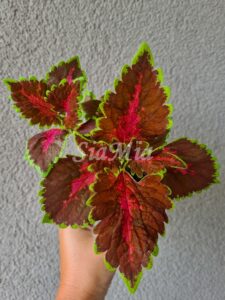 Coleus Palettblad Africká okrasná kopřiva africké kopřivy solenostemon Buntnessel