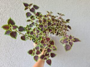 Coleus Palettblad Africká okrasná kopřiva africké kopřivy solenostemon Buntnessel