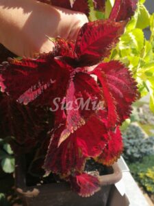 Coleus Palettblad Africká okrasná kopřiva africké kopřivy solenostemon Buntnessel