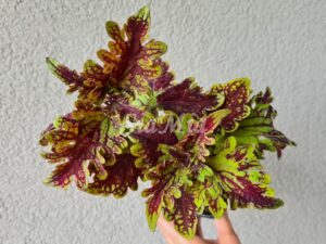 Coleus Palettblad Africká okrasná kopřiva africké kopřivy solenostemon Buntnessel