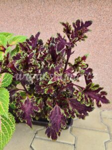 Coleus Palettblad Africká okrasná kopřiva africké kopřivy solenostemon Buntnessel