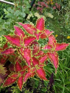 Coleus Palettblad Africká okrasná kopřiva africké kopřivy solenostemon Buntnessel