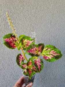 Coleus Palettblad Africká okrasná kopřiva africké kopřivy solenostemon Buntnessel