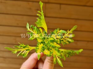 Coleus Palettblad Africká okrasná kopřiva africké kopřivy solenostemon Buntnessel