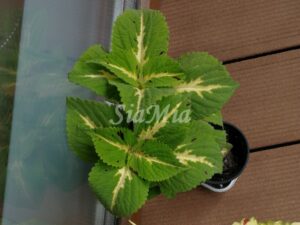 Coleus Palettblad Africká okrasná kopřiva africké kopřivy solenostemon Buntnessel