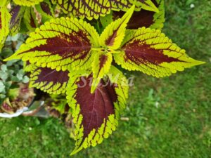 Coleus Palettblad Africká okrasná kopřiva africké kopřivy solenostemon Buntnessel