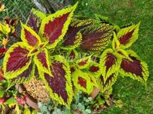 Coleus Palettblad Africká okrasná kopřiva africké kopřivy solenostemon Buntnessel