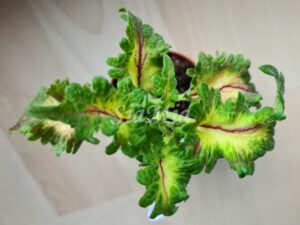 Coleus Palettblad Africká okrasná kopřiva africké kopřivy solenostemon Buntnessel