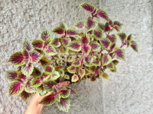 Coleus Palettblad Africká okrasná kopřiva africké kopřivy solenostemon Buntnessel