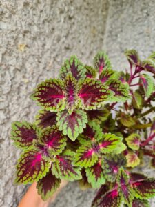 Coleus Palettblad Africká okrasná kopřiva africké kopřivy solenostemon Buntnessel