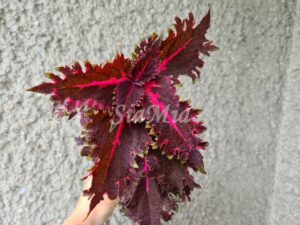 Coleus Palettblad Africká okrasná kopřiva africké kopřivy solenostemon Buntnessel