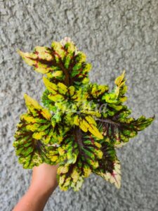 Coleus Palettblad Africká okrasná kopřiva africké kopřivy solenostemon Buntnessel