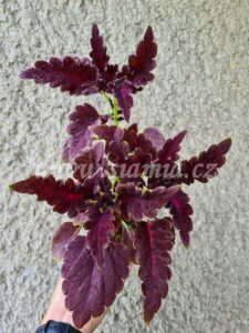 Coleus Palettblad Africká okrasná kopřiva africké kopřivy solenostemon Buntnessel