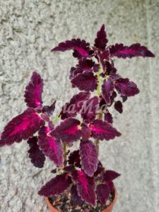 Coleus Palettblad Africká okrasná kopřiva africké kopřivy solenostemon Buntnessel