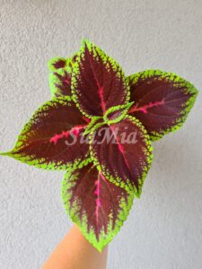 Coleus Palettblad Africká okrasná kopřiva africké kopřivy solenostemon Buntnessel