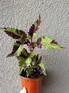 Coleus Palettblad Africká okrasná kopřiva africké kopřivy solenostemon Buntnessel