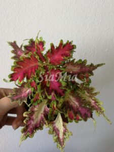 Coleus Palettblad Africká okrasná kopřiva africké kopřivy solenostemon Buntnessel