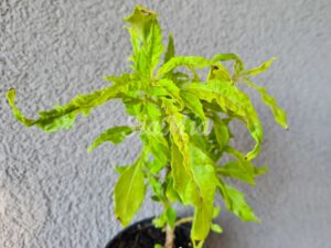 Or de Pyrenees Coleus Palettblad Africká okrasná kopřiva africké kopřivy solenostemon Buntnessel