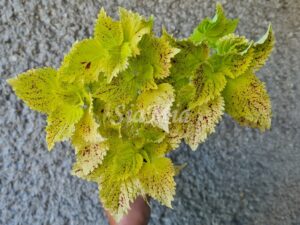 Pele Coleus Palettblad Africká okrasná kopřiva africké kopřivy solenostemon Buntnessel