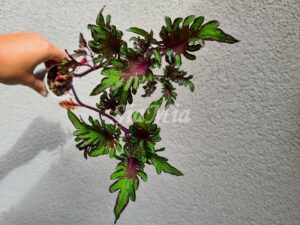 Feathers Green Coleus Palettblad Africká okrasná kopřiva africké kopřivy solenostemon Buntnessel