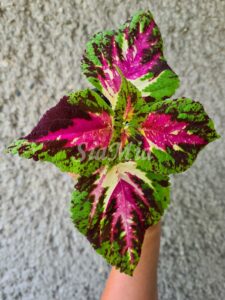 Coleus Palettblad Africká okrasná kopřiva africké kopřivy solenostemon Buntnessel