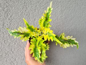 Petrei´s Golden Flame Coleus Palettblad Africká okrasná kopřiva africké kopřivy solenostemon Buntnessel